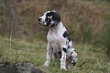 DOGUE ALLEMAND 936
